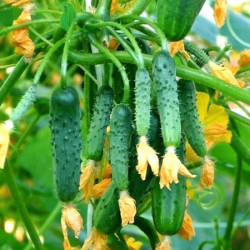 Семена Огурец Кустовой 5г ТМ Урожай