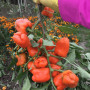 Семена Перец Сладкий Ревия 15 с ( от коллекционера)