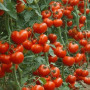 Семена Томат Красная шапочка 0,1 г Семена Украины