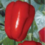 Семена Перец Сладкий Анастасия 0,25 г Семена Украины