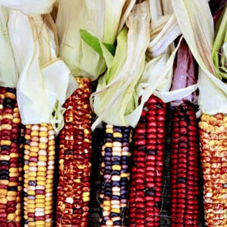 Насіння Кукурудза Індіанський орнамент 30 гр СМ