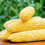 Насіння Кукурудза Сонце та зірки 20 г СМ