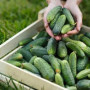 Семена Огурец пчелоопыляемый Полевой засухоустойчивый 200 шт., СМ
