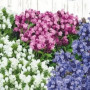 Семена Цветы Черноголовка Крупноцветковая смесь 0,1 г Семена Украины