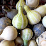 Семена Тыква Танцующая Груша 5 шт., СМ