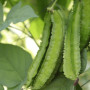 Семена Горох Спаржевый и лущильный (смесь) 50 гр., СМ