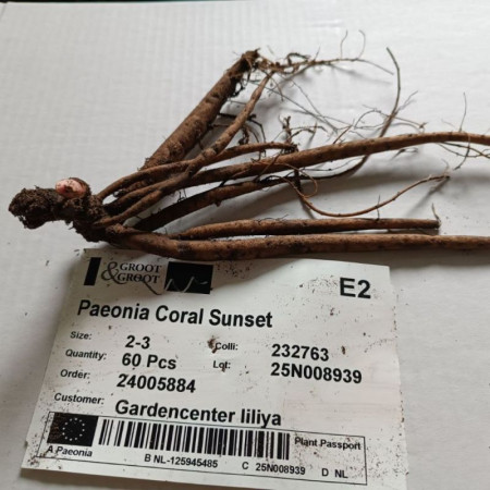 Пион Coral Sunset 1/+