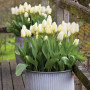 Тюльпан низкий Фостера Purissima 10/11