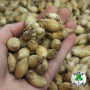 Ифейон Uniflorum 4+ (голубой)