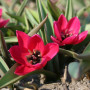 Тюльпан ботанічний Violacea 6/7