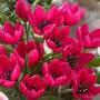 Тюльпан ботанічний Violacea 6/7