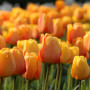 Тюльпан Дарвина Blushing Apeldoorn 10/11