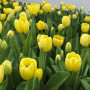 Тюльпан Дарвина Golden Apeldoorn 10/11
