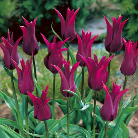 Тюльпан лилиевидный Burgundy 11/12