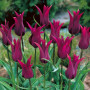 Тюльпан лилиевидный Burgundy 11/12