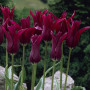 Тюльпан лилиевидный Burgundy 11/12