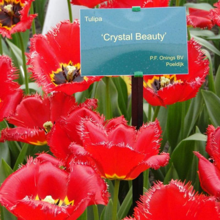 Тюльпан бахромчатый Crystal Beauty 12+