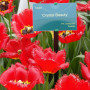 Тюльпан бахромчатый Crystal Beauty 12+