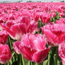 Тюльпан бахромчатый Joy of Spring 12+