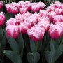 Тюльпан махровый окруженный Queensland 11/12