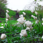 Тюльпан бахромчатый Honeymoon 12+