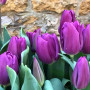 Тюльпан триумф Purple Flag 12+