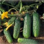Семена Огурец Аякс F1, 40шт зип-пакет (Голладия)