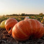 Семена Тыква Стофунтовая 10 г, ТМ Урожай