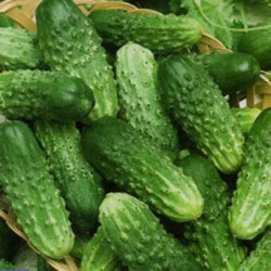 Семена Огурец Пальчик 5г, ТМ Урожай