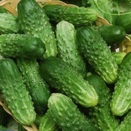 Семена Огурец Пальчик 1г, ТМ Урожай