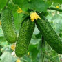 Семена Огурец Пальчик 1г, ТМ Урожай