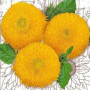 Семена Цветы Подсолнечник Низкий Махровый 1 г Семена Украины
