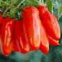 Семена Томат Кибиц 0,1г Семена Украины