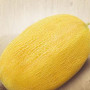 Семена Дыня Алушта 1 Семена Украины