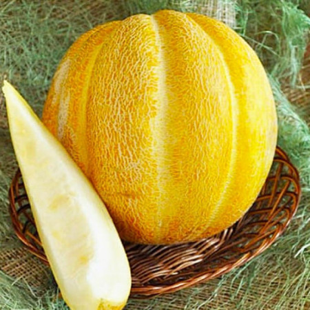 Семена Дыня ЭФИОПКА 2г (Семена Украины)