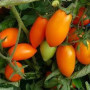 Семена Томат Рыжая Лиса 100 шт., СМ
