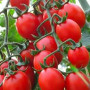 Семена Томат Принц Боргезе 25 шт., СМ
