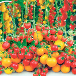 Семена Томат Мир 100 коктейль 25 шт., СМ