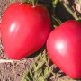 Семена Томат Сердце Буффало 25 шт., СМ