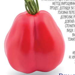 Семена Томат Дзвон Канестрино 100 шт., СМ