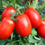Семена Томат Дюшес 25 шт., СМ