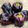 Семена Перец Сладкий Черная бабочка 30 шт СМ