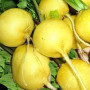 Семена Редис Золотой Гелиос 200 шт., СМ
