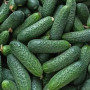 Семена Огурец Степной засолочный 200 шт., СМ