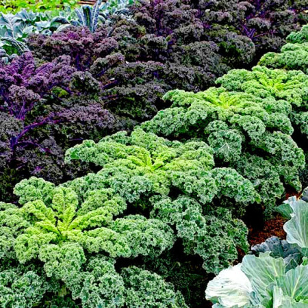 Семена Капуста Листовая Балтийские пальмы 200 шт., СМ