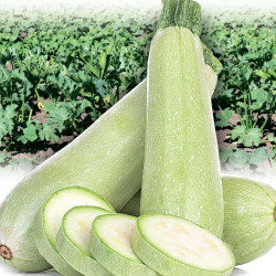 Семена Кабачок Малыш 10 г., СМ