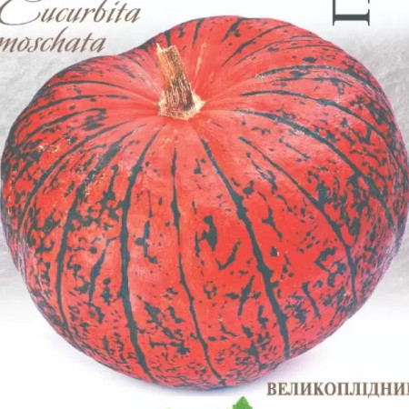 Семена Тыква Парижский красный 20 шт., СМ