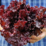 Семена Салат Мерло 500 шт., СМ