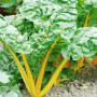 Семена Мангольд Эль Дорадо 100шт., СМ