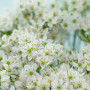 Алліум декоративний Сowanii 4/5